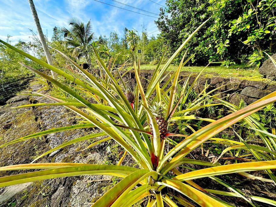 Home Near Volcano National Park, Hilo, Kehena Кио Экстерьер фото